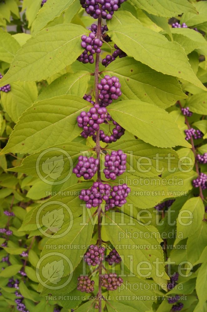 Callicarpa Issai (Beautyberry) 4 