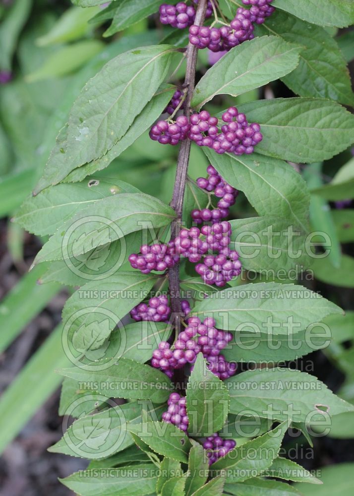 Callicarpa Issai (Beautyberry) 9