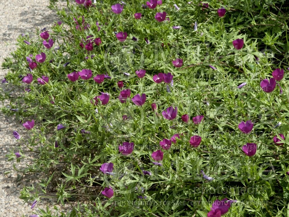 Callirhoe involucrata (purple poppy mallow) 5