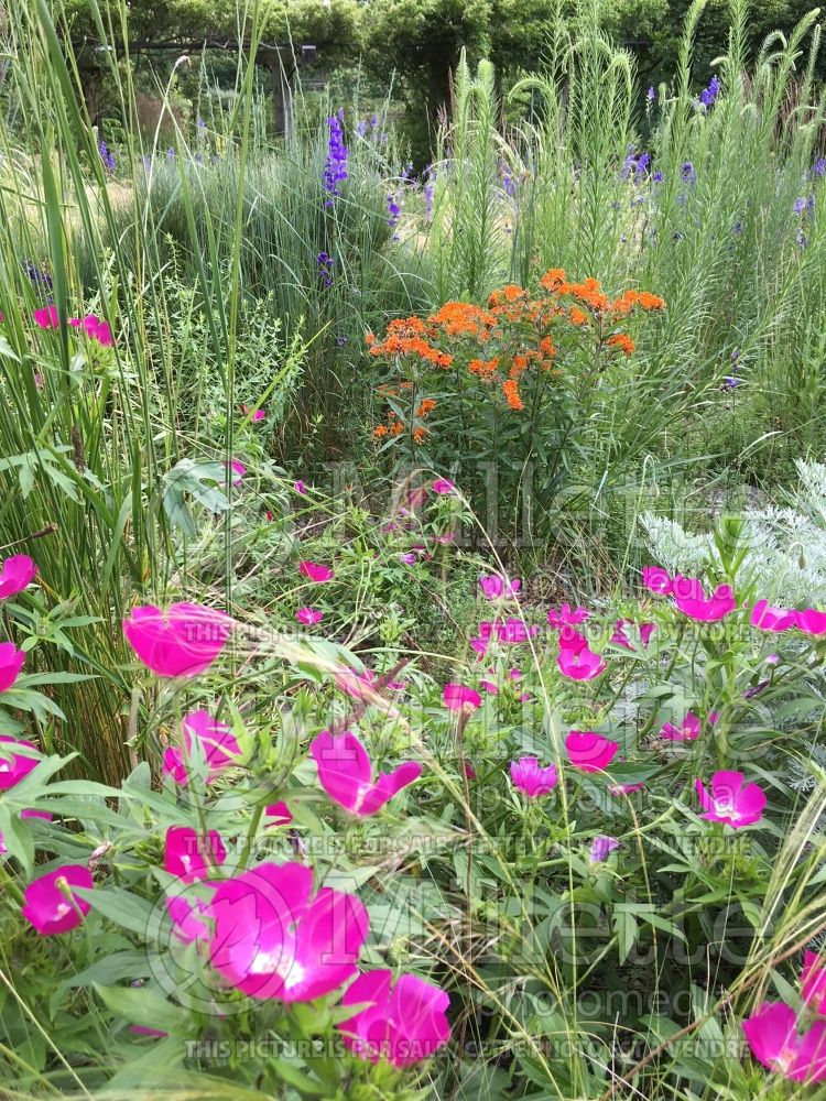 Callirhoe involucrata (purple poppy mallow) 6