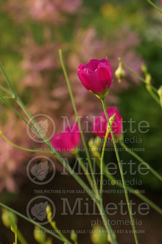 Callirhoe digitata (fringed poppy mallow) 4 