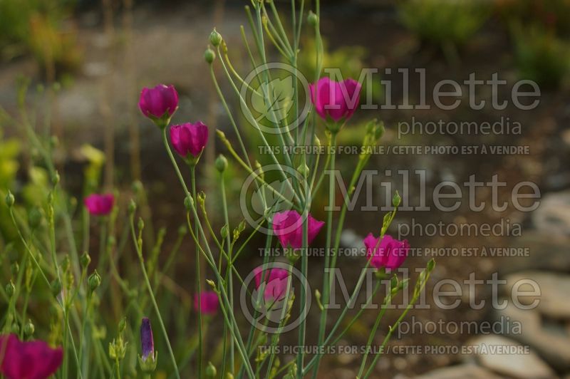 Callirhoe digitata (fringed poppy mallow) 3 