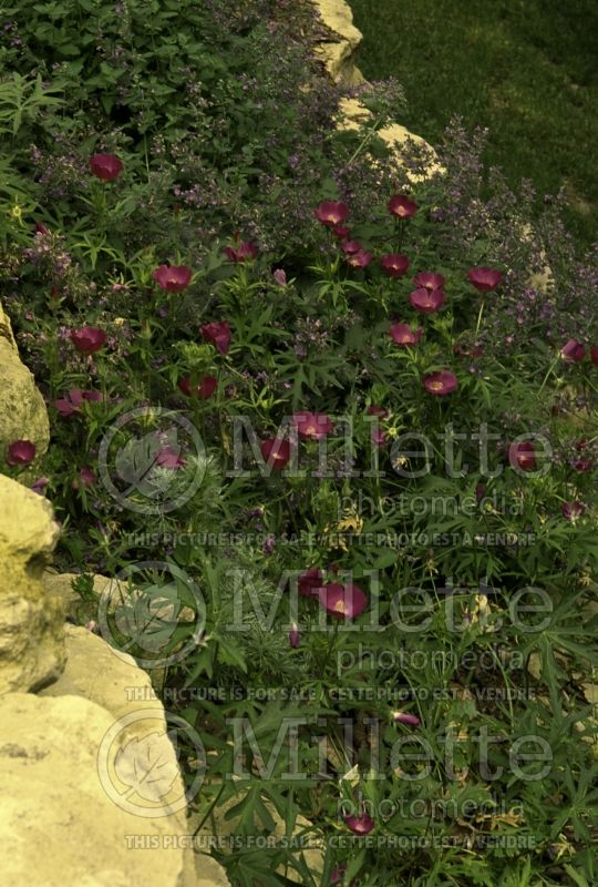 Callirhoe digitata (fringed poppy mallow) 1 