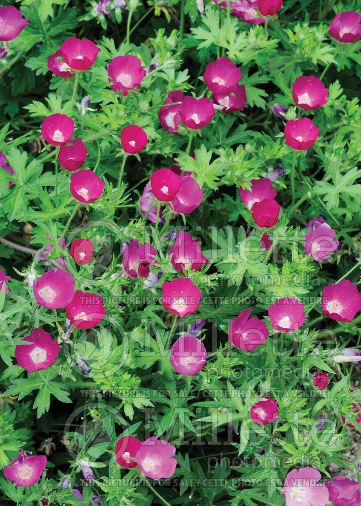 Callirhoe involucrata (purple poppy mallow) 3 