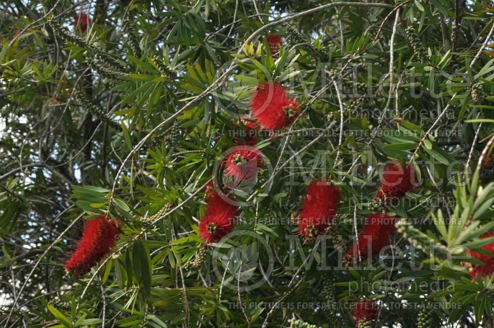 Callistemon citrinus (Bottlebrush)  4