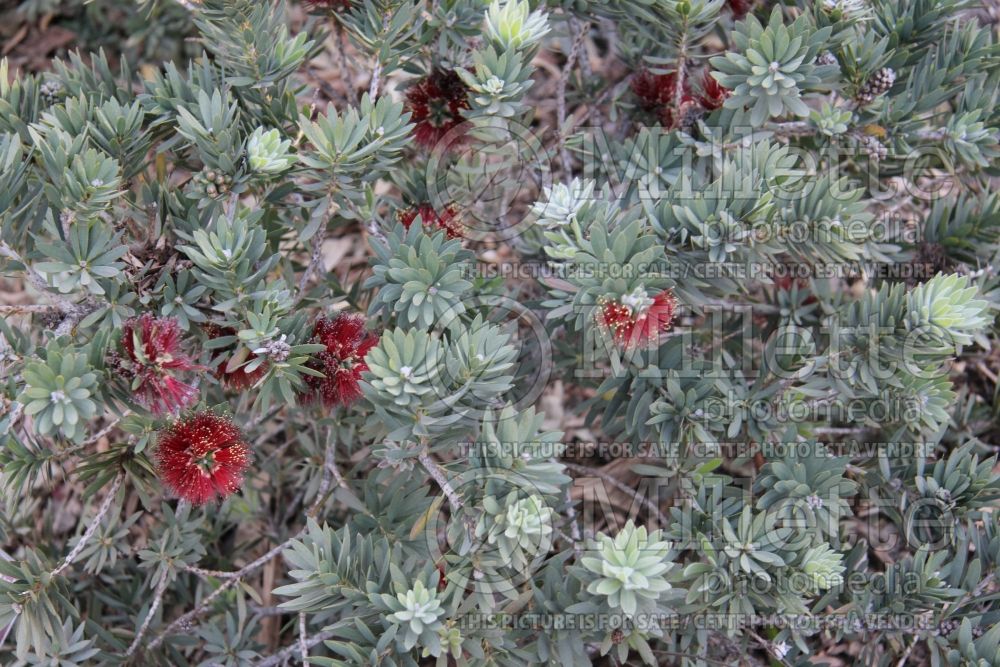 Callistemon Little John (Dwarf Bottlebrush) 5 