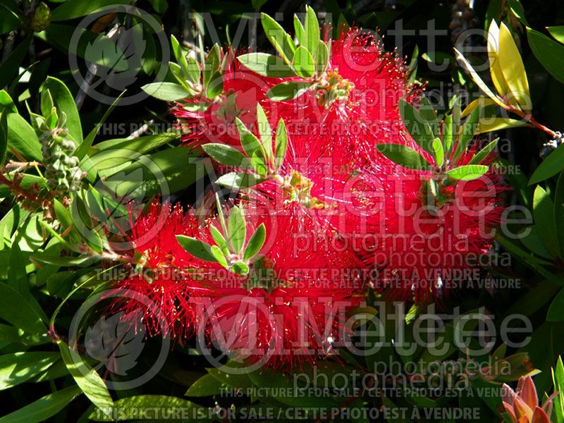 Callistemon citrinus (Bottlebrush)  2