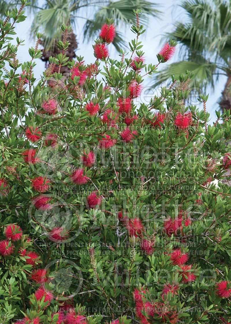 Callistemon citrinus (Bottlebrush)  3