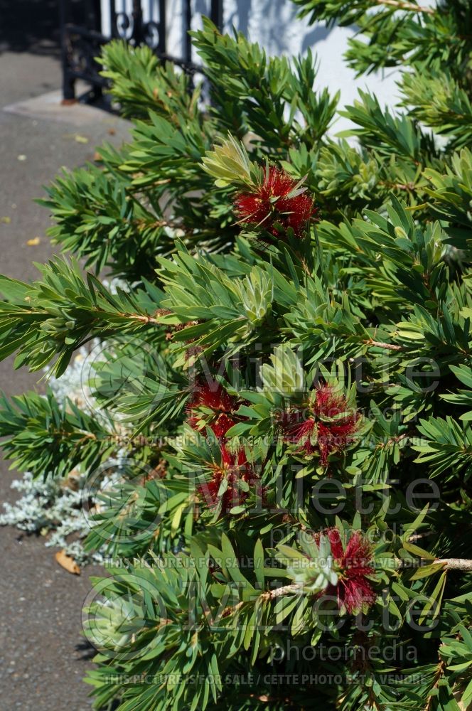 Callistemon Little John (Dwarf Bottlebrush) 4 