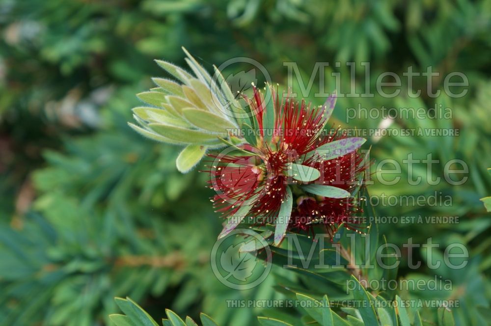 Callistemon Little John (Dwarf Bottlebrush) 1 