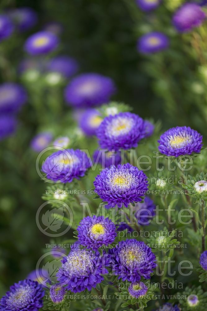 Callistephus Bonita Light Blue (China aster) 2 