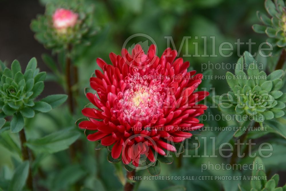 Callistephus Bonita Scarlet (China aster) 1 