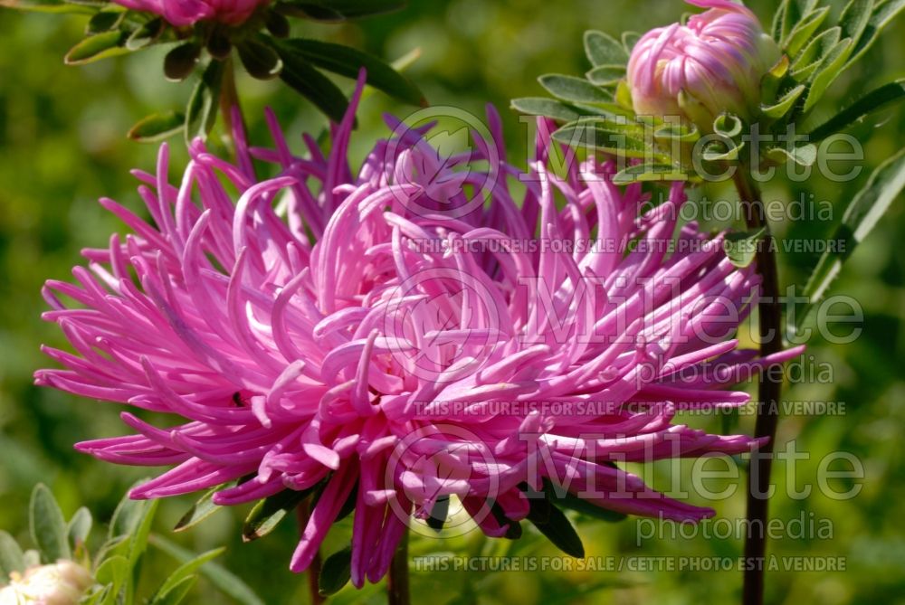 Callistephus Krallen Aster (China aster) 1 