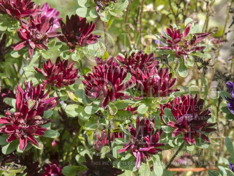 Callistephus Serenade Red (China aster) 1 