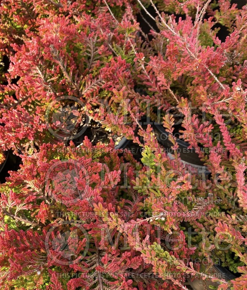 Calluna Blazeaway (Heather) 2  