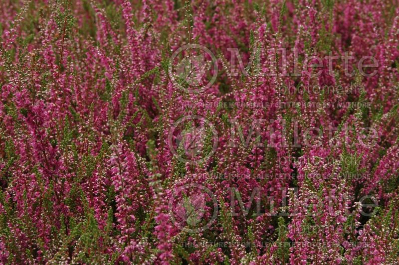 Calluna Allegro (Heather) 2  