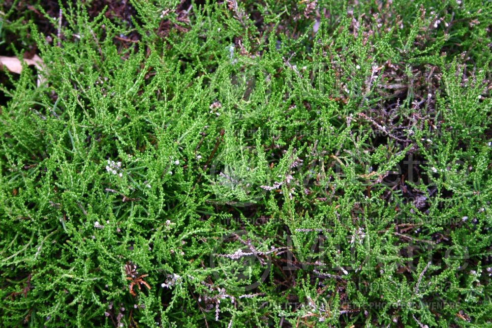 Calluna Devon (Heather)  1