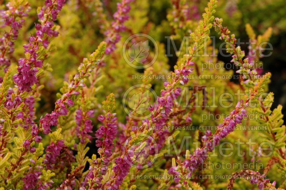 Calluna Firefly (Heather) 1  