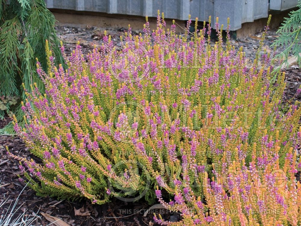 Calluna Firefly (Heather) 4  