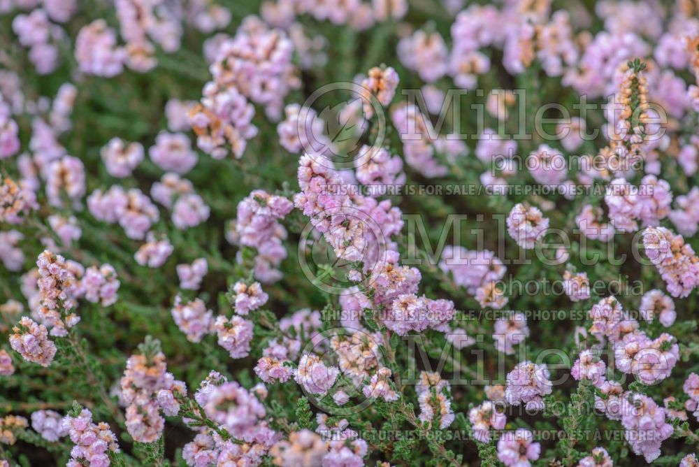 Calluna H E Beale or Pink Beale (Heather) 3 