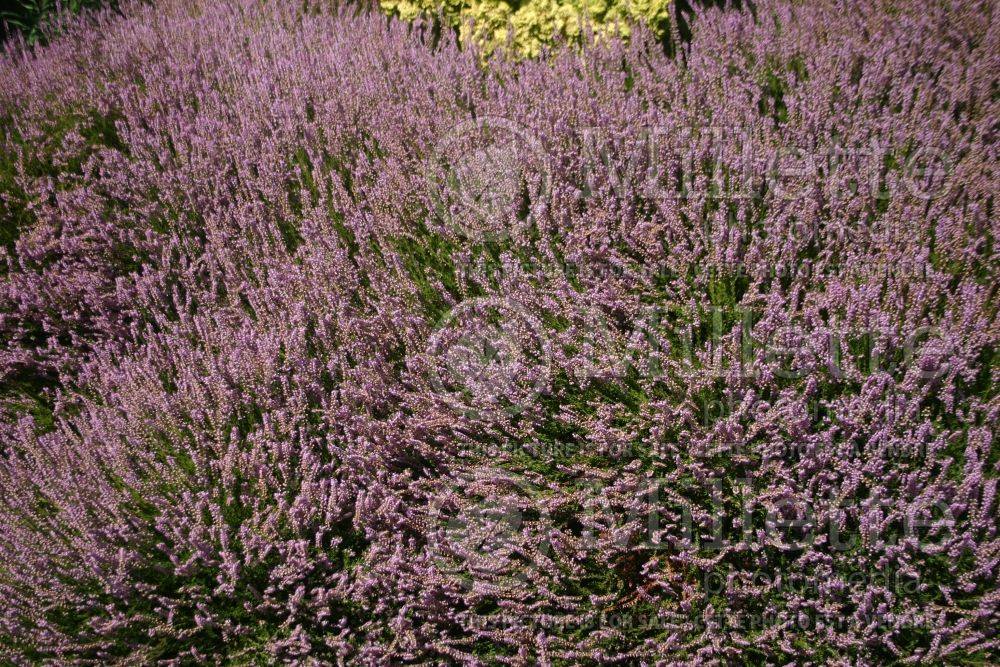 Calluna Spring Torch (Bruyère) 1  