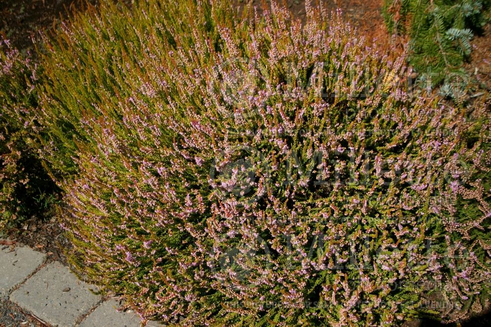 Calluna Winter Chocolate (Heather) 1