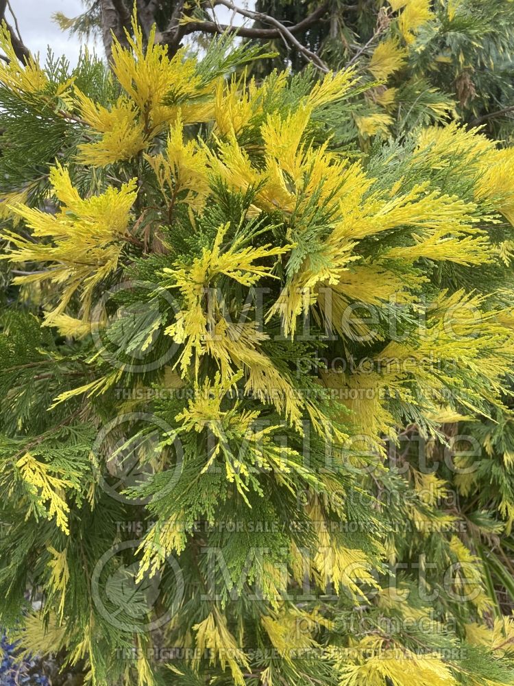 Calocedrus Aureovariegata (Californian Incense Cedar conifer) 3