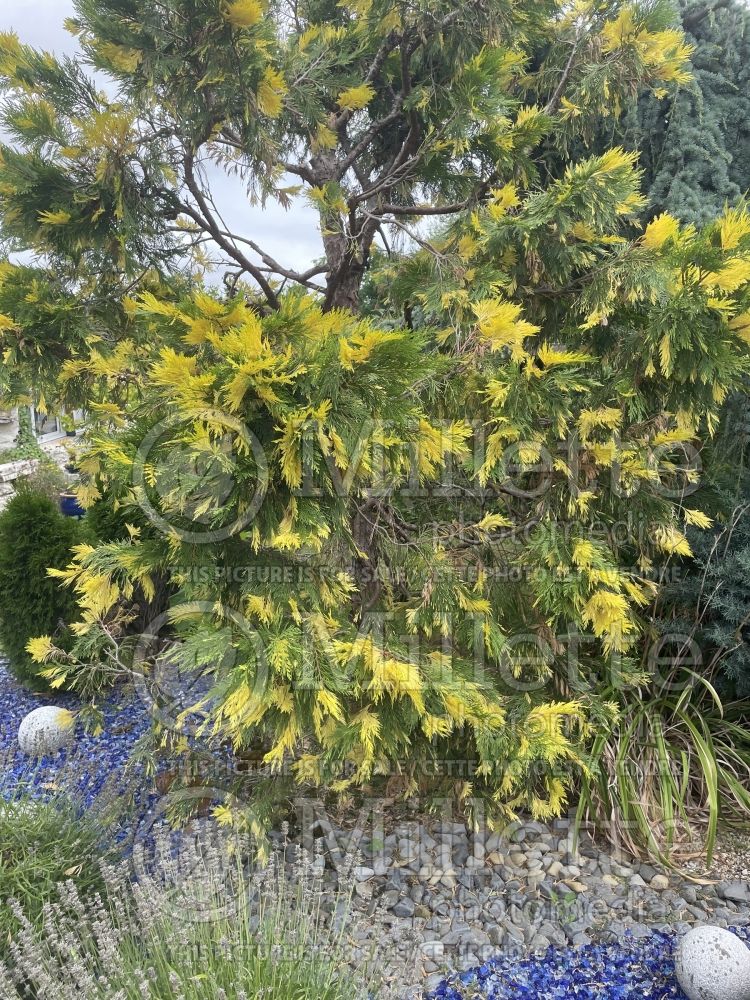 Calocedrus Aureovariegata (Californian Incense Cedar conifer) 4