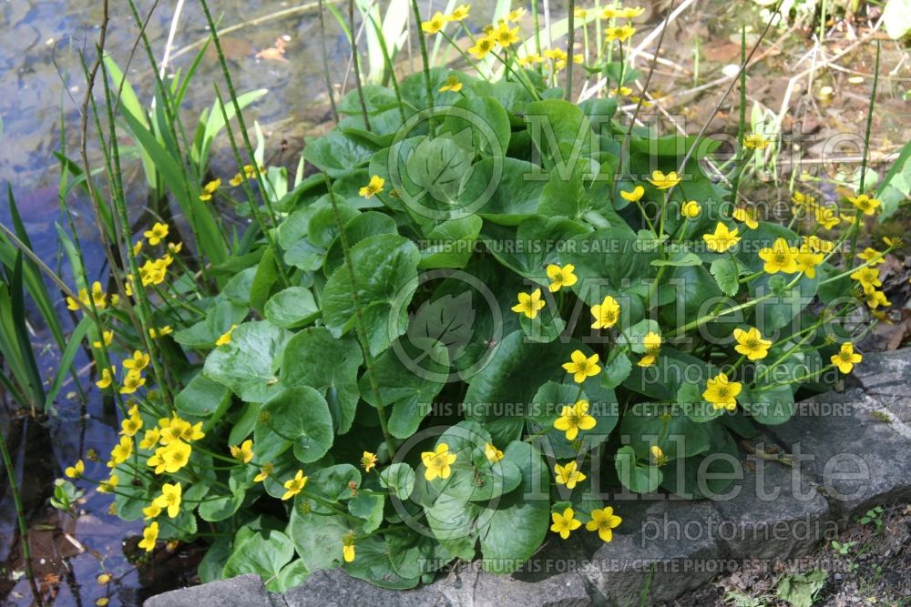 Caltha palustris (Kingcup, Marsh Marigold) 3