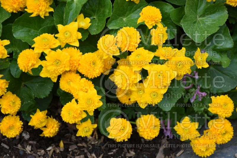 Caltha Flore Pleno aka Multiplex (Kingcup, Marsh Marigold) 2