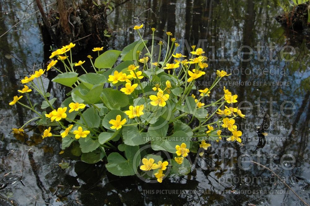 Caltha palustris (Kingcup, Marsh Marigold) 6