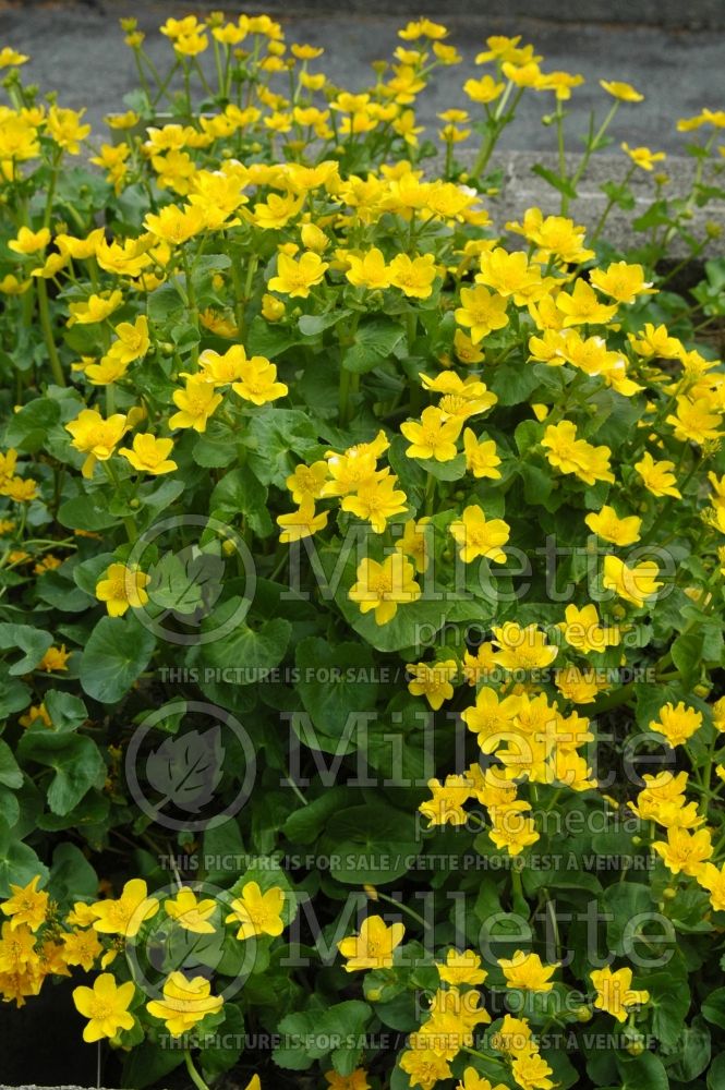 Caltha palustris (Kingcup, Marsh Marigold) 5