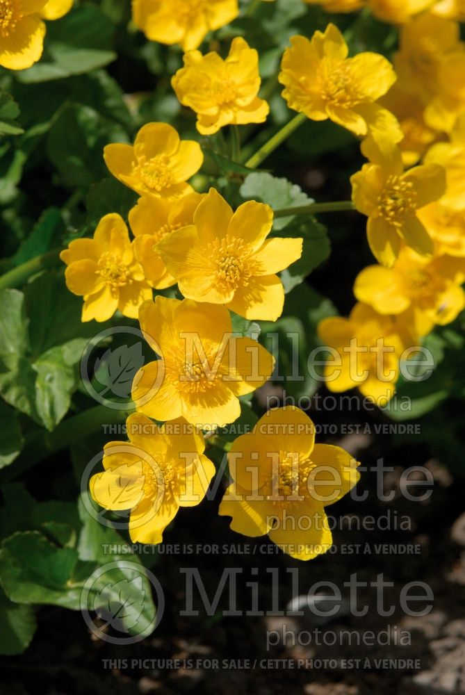 Caltha palustris (Kingcup, Marsh Marigold) 4