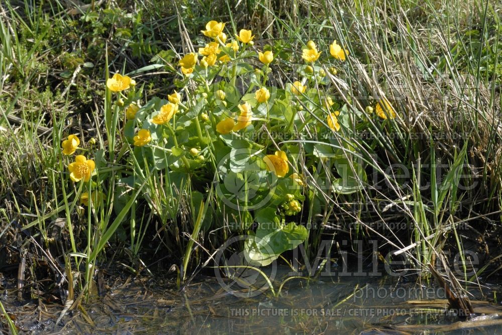 Caltha palustris (Kingcup, Marsh Marigold) 1