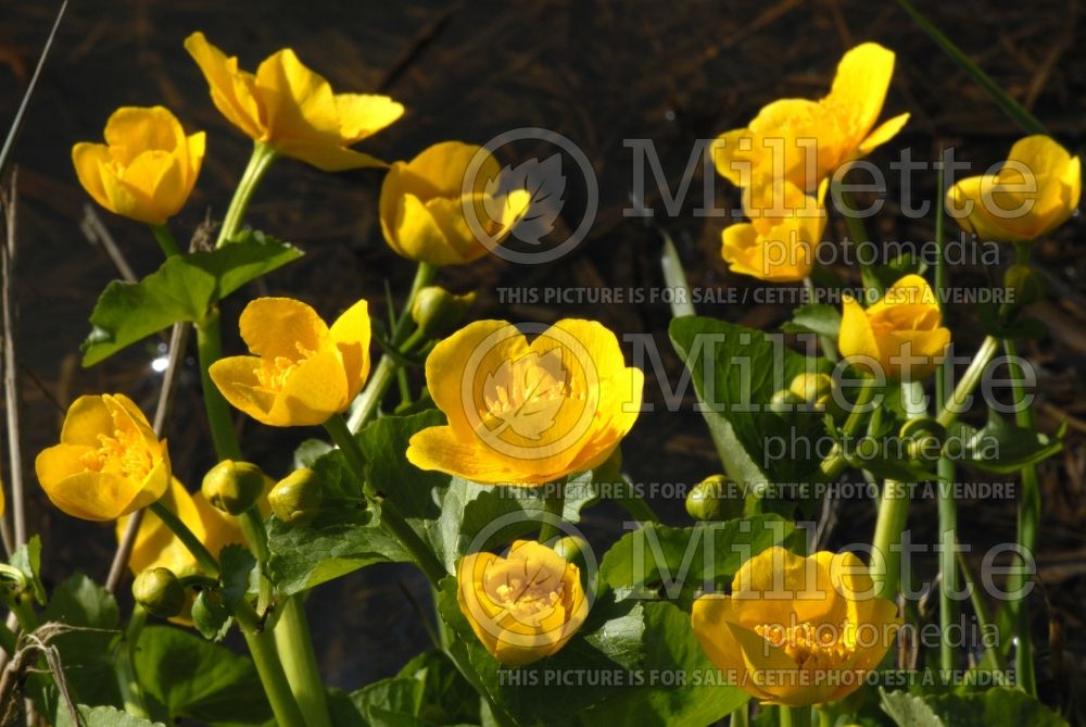 Caltha palustris (Kingcup, Marsh Marigold) 2