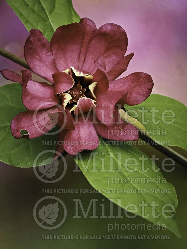 Calycanthus Hartlage Wine (Sweet Shrub) 10 