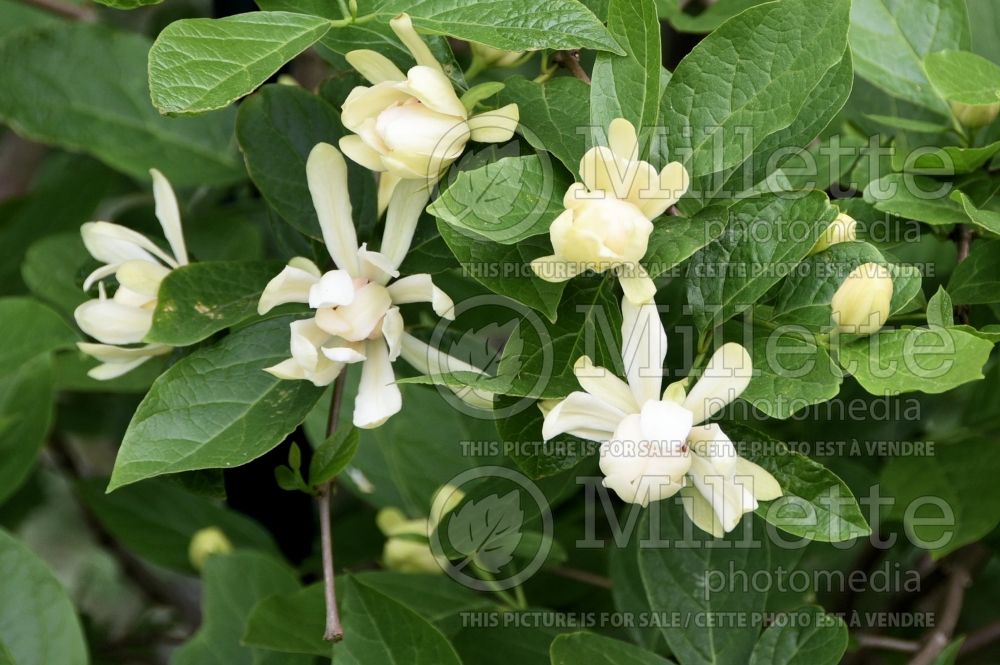 Calycanthus Athens (Sweet Shrub) 2 