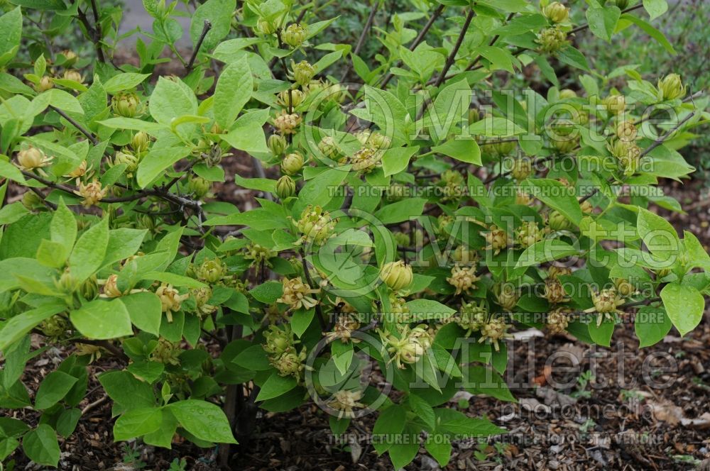 Calycanthus Athens (Sweet Shrub) 1 