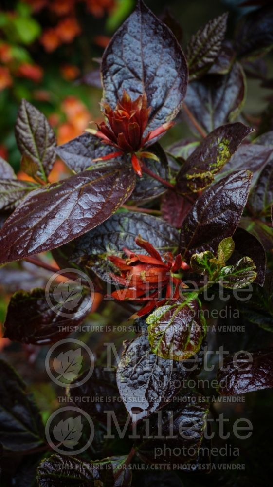 Calycanthus Burgundy Spice (sweetshrub) 1 