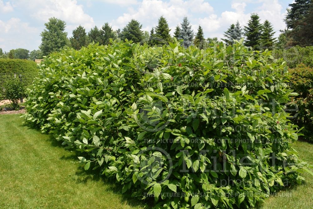 Calycanthus floridus (Sweetshrub) 1