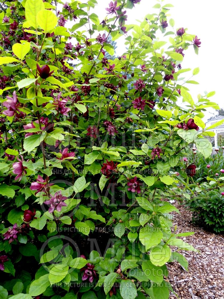 Calycanthus Hartlage Wine (Sweet Shrub) 2 