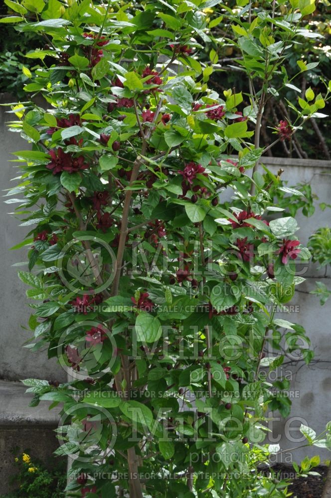 Calycanthus Hartlage Wine (Sweet Shrub) 4 