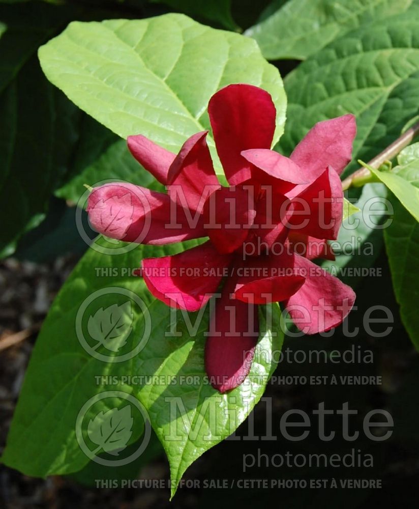 Calycanthus Hartlage Wine (Sweet Shrub) 1 