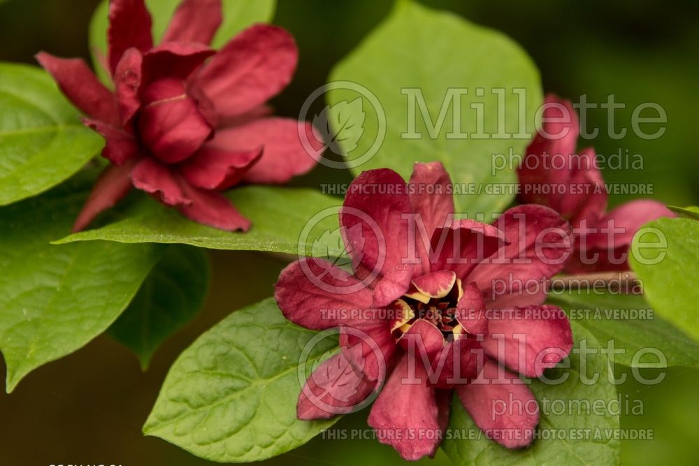 Calycanthus Hartlage Wine (Sweet Shrub) 8 