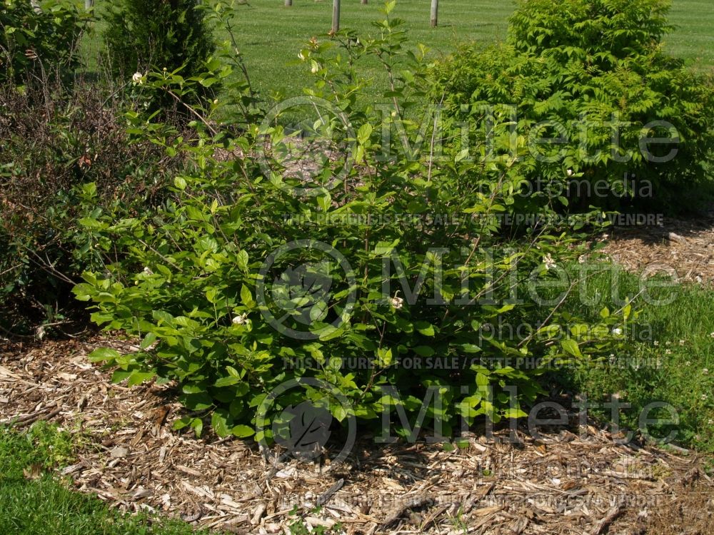 Calycanthus Venus (Sweet Shrub) 2 