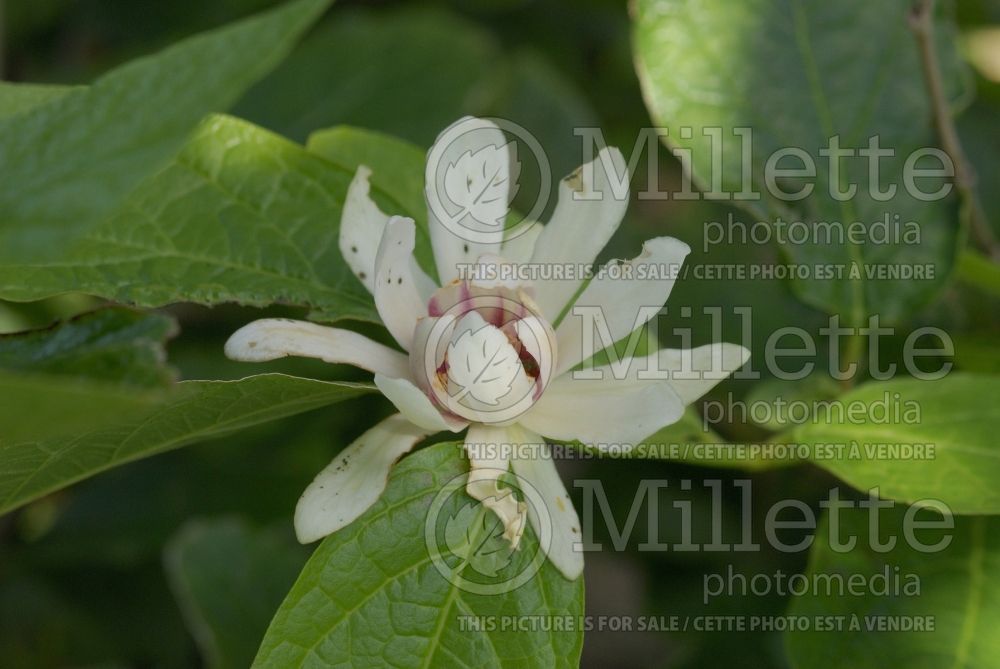 Calycanthus Venus (Sweet Shrub) 1 