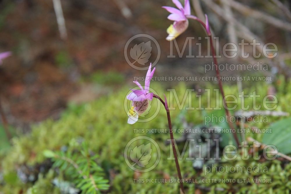 Calypso bulbosa (Calypso orchid) 2 