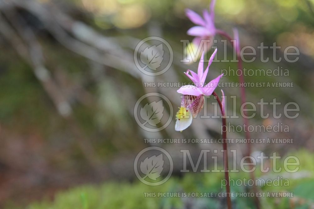 Calypso bulbosa (Calypso orchid) 1 