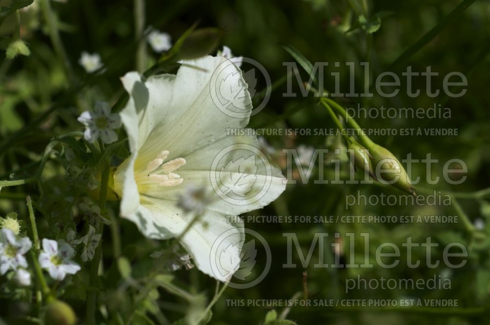 Calystegia macrostegia (California Morning Glory) 1