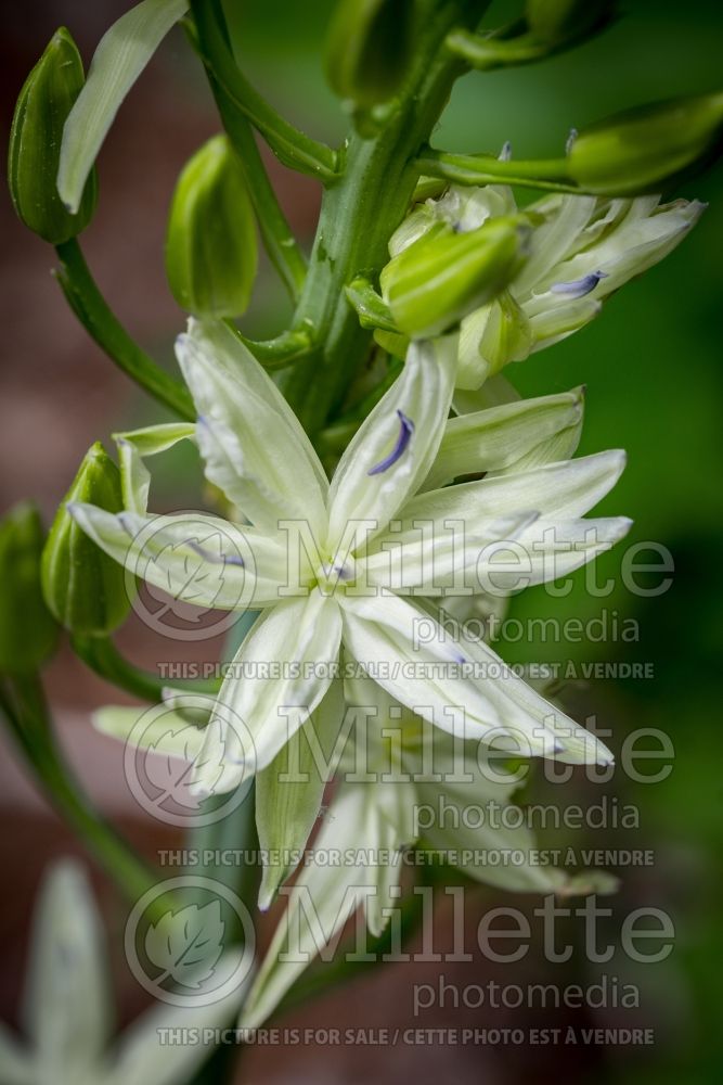 Camassia Semiplena (Camassia) 